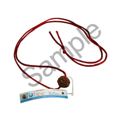 5 Mukhi Rudraksha (Nepal)