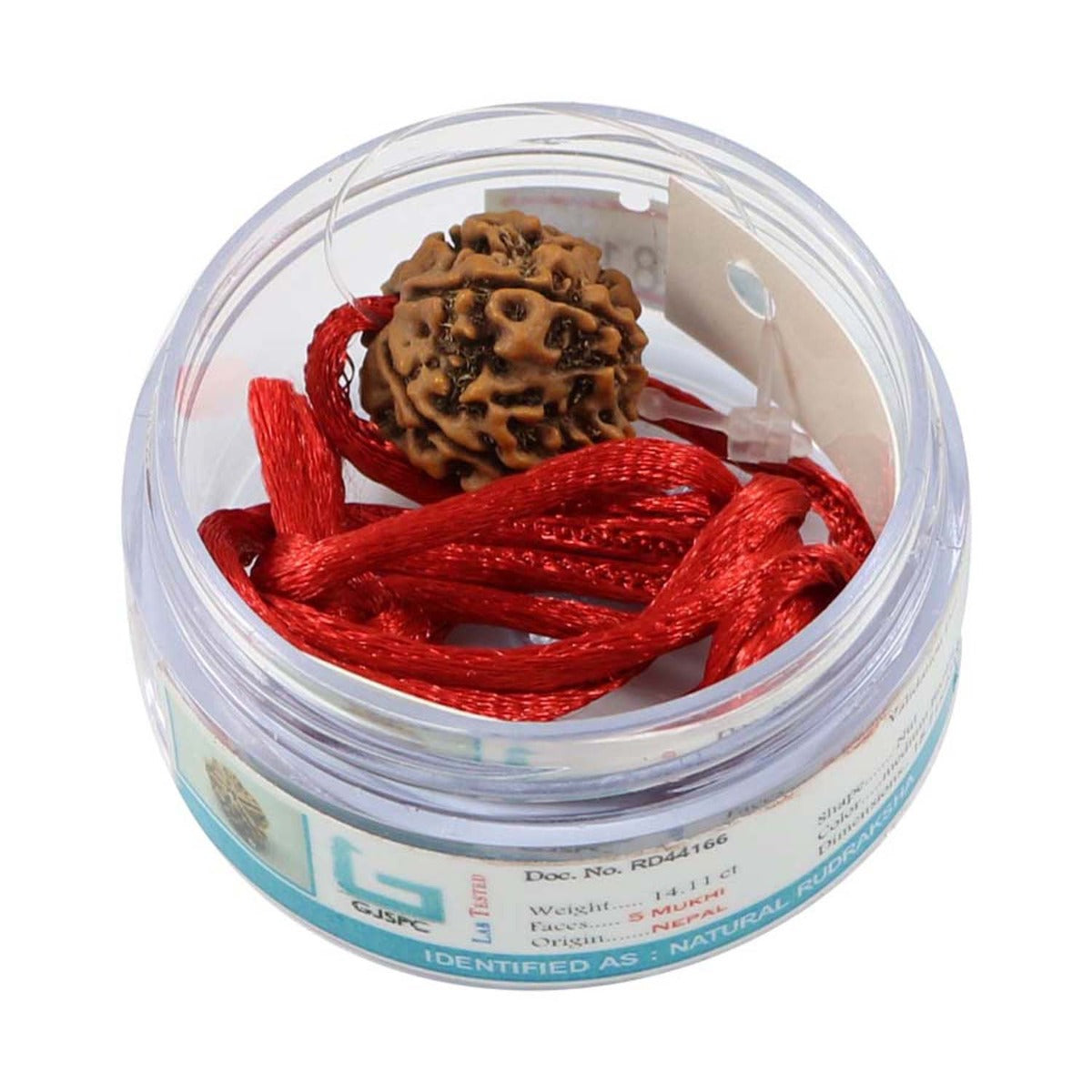 5 Mukhi Rudraksha (Nepal)