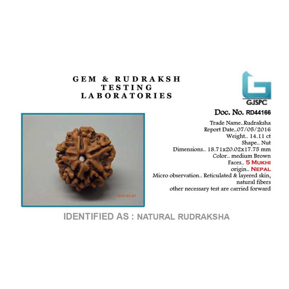 5 Mukhi Rudraksha (Nepal)