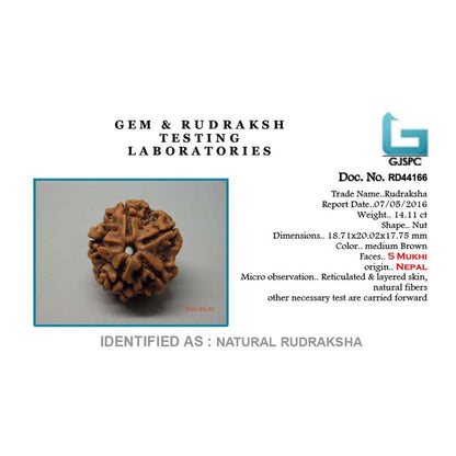 5 Mukhi Rudraksha (Nepal)