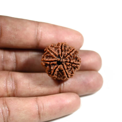 7 Mukhi Rudraksha (Nepal)