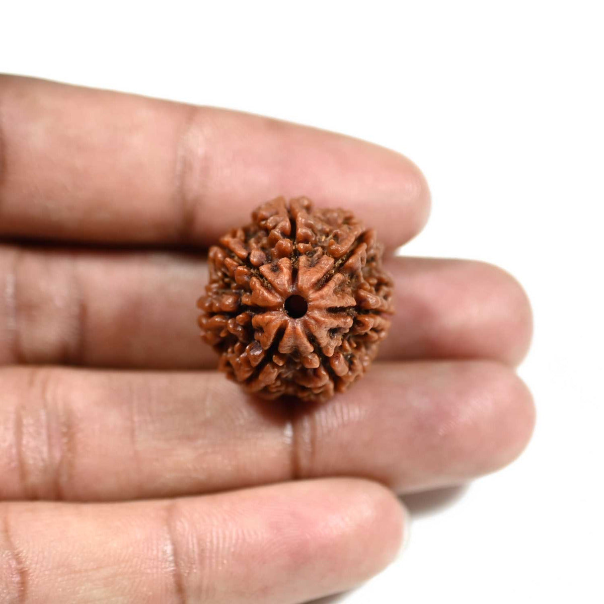 7 Mukhi Rudraksha (Nepal)