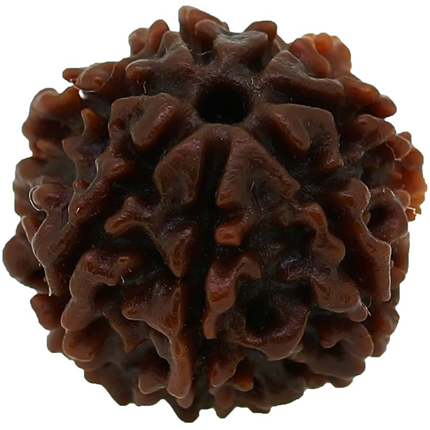 7 Mukhi Rudraksha (Nepal)