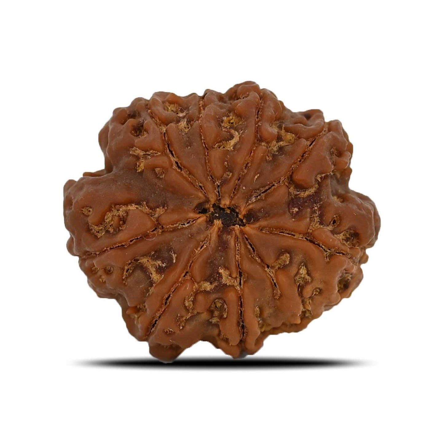 8 Mukhi Rudraksha (Nepal) 26.76 MM