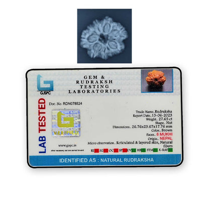 8 Mukhi Rudraksha (Nepal) 26.76 MM
