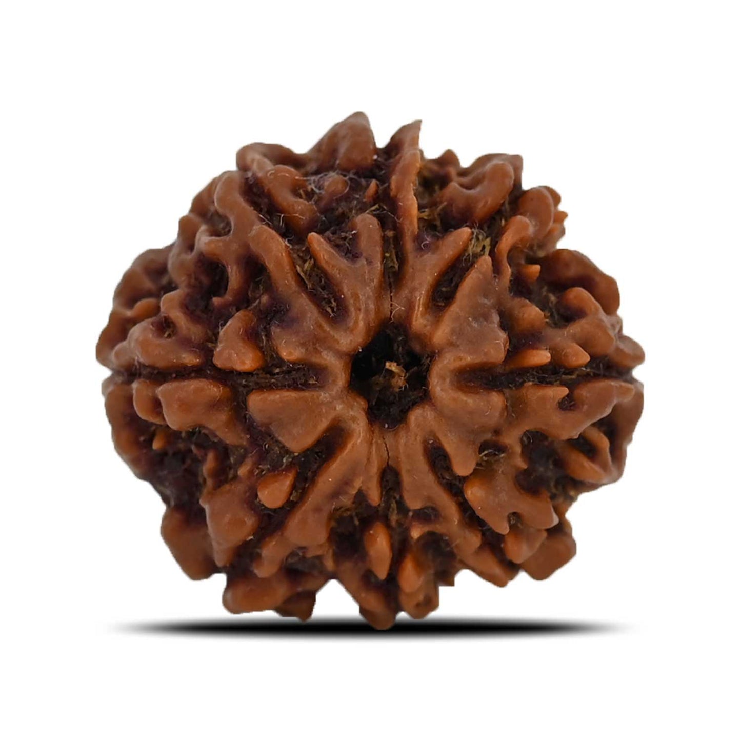 8 Mukhi Rudraksha (Nepal) 24.98 MM