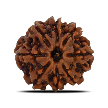 8 Mukhi Rudraksha (Nepal) 24.98 MM