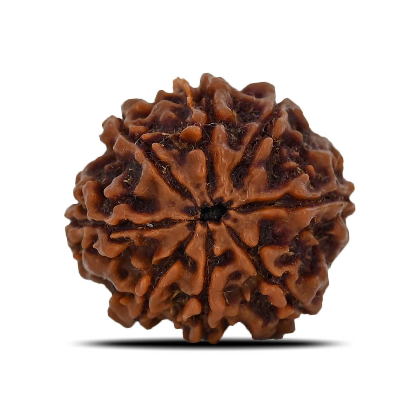 8 Mukhi Rudraksha (Nepal) 24.98 MM
