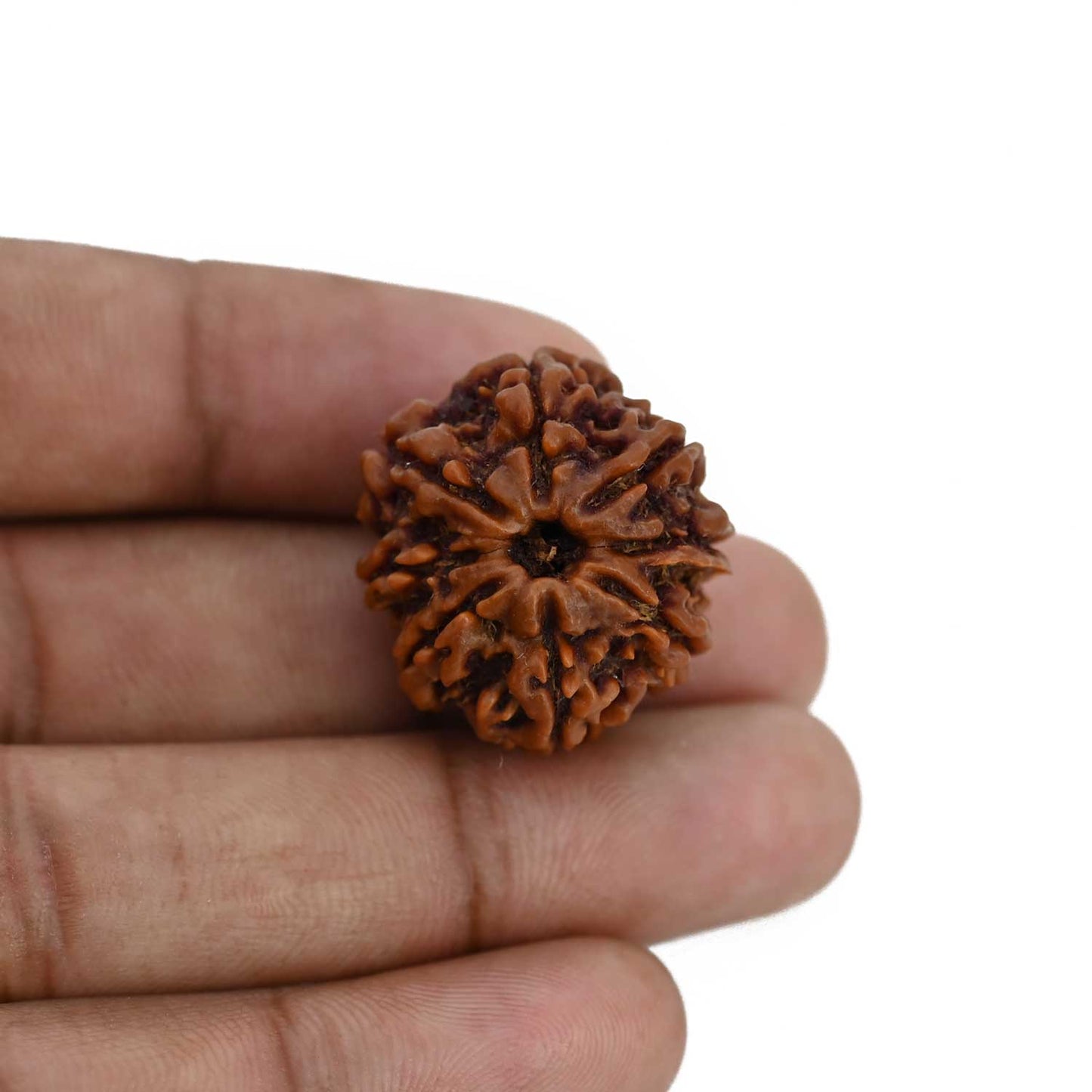 8 Mukhi Rudraksha (Nepal) 24.98 MM