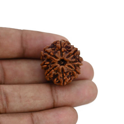 8 Mukhi Rudraksha (Nepal) 24.98 MM
