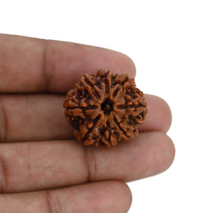 8 Mukhi Rudraksha (Nepal) 24.98 MM