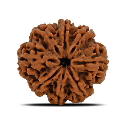 8 Mukhi Rudraksha (Nepal) 24.83 MM