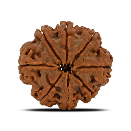 8 Mukhi Rudraksha (Nepal) 24.83 MM