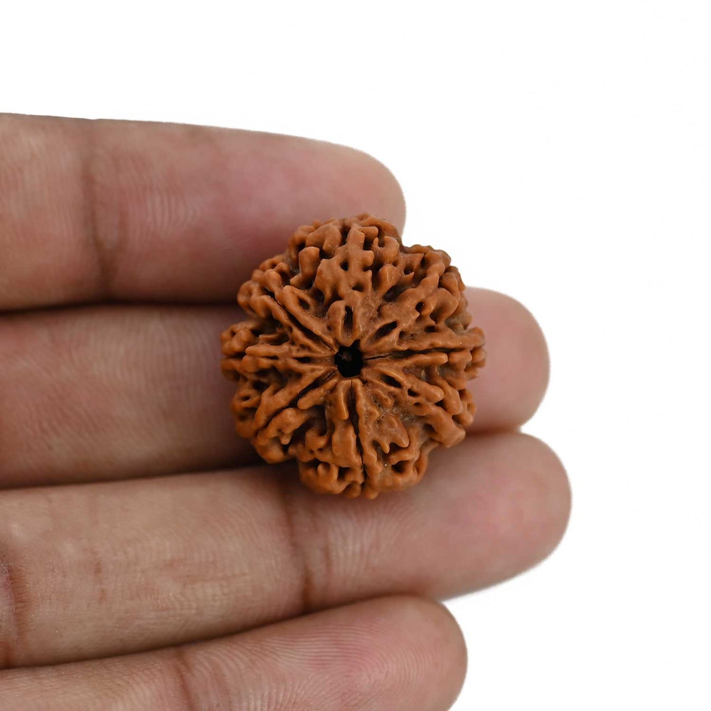8 Mukhi Rudraksha (Nepal) 24.83 MM