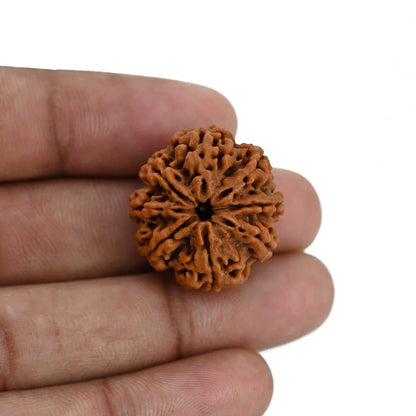 8 Mukhi Rudraksha (Nepal) 24.83 MM