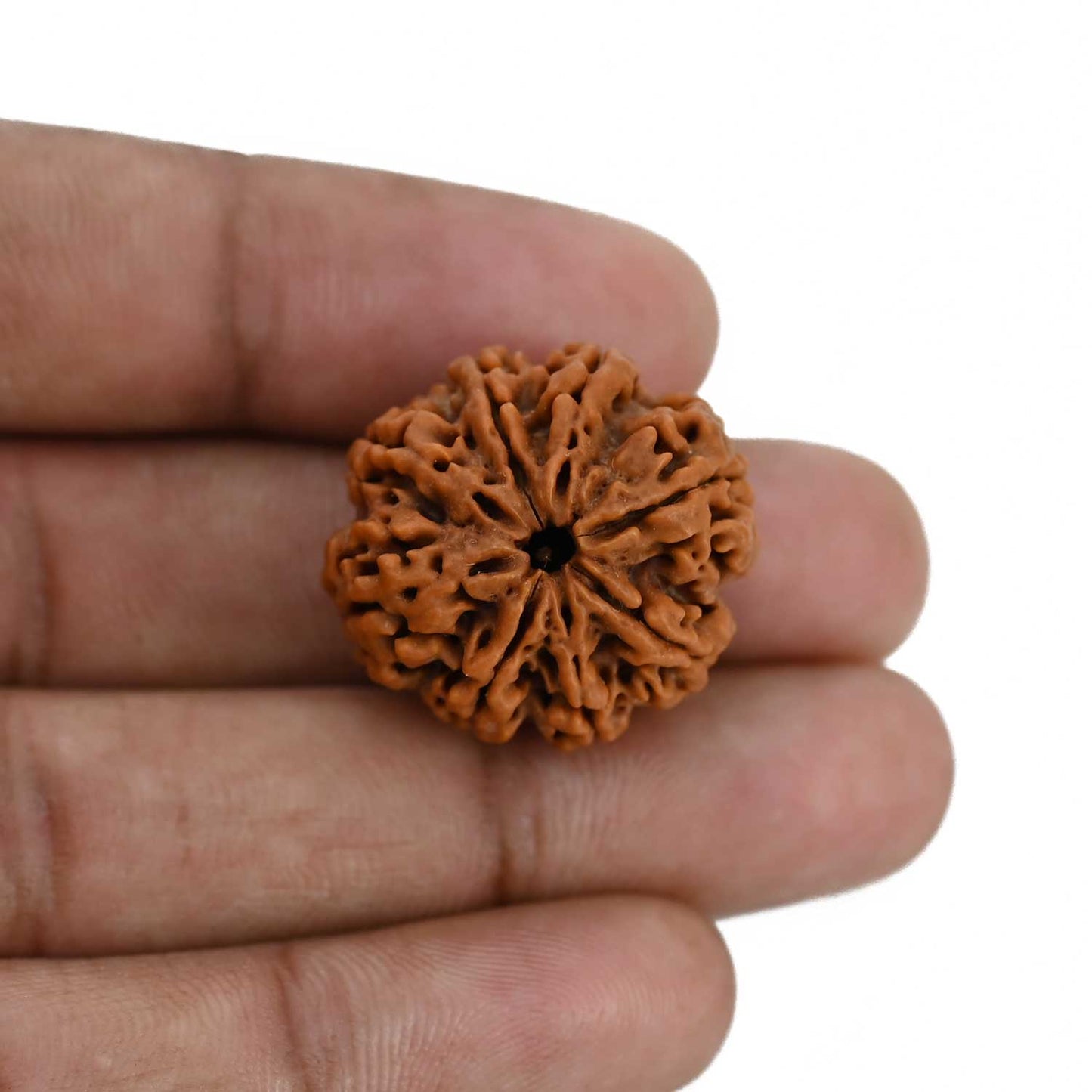 8 Mukhi Rudraksha (Nepal) 24.83 MM