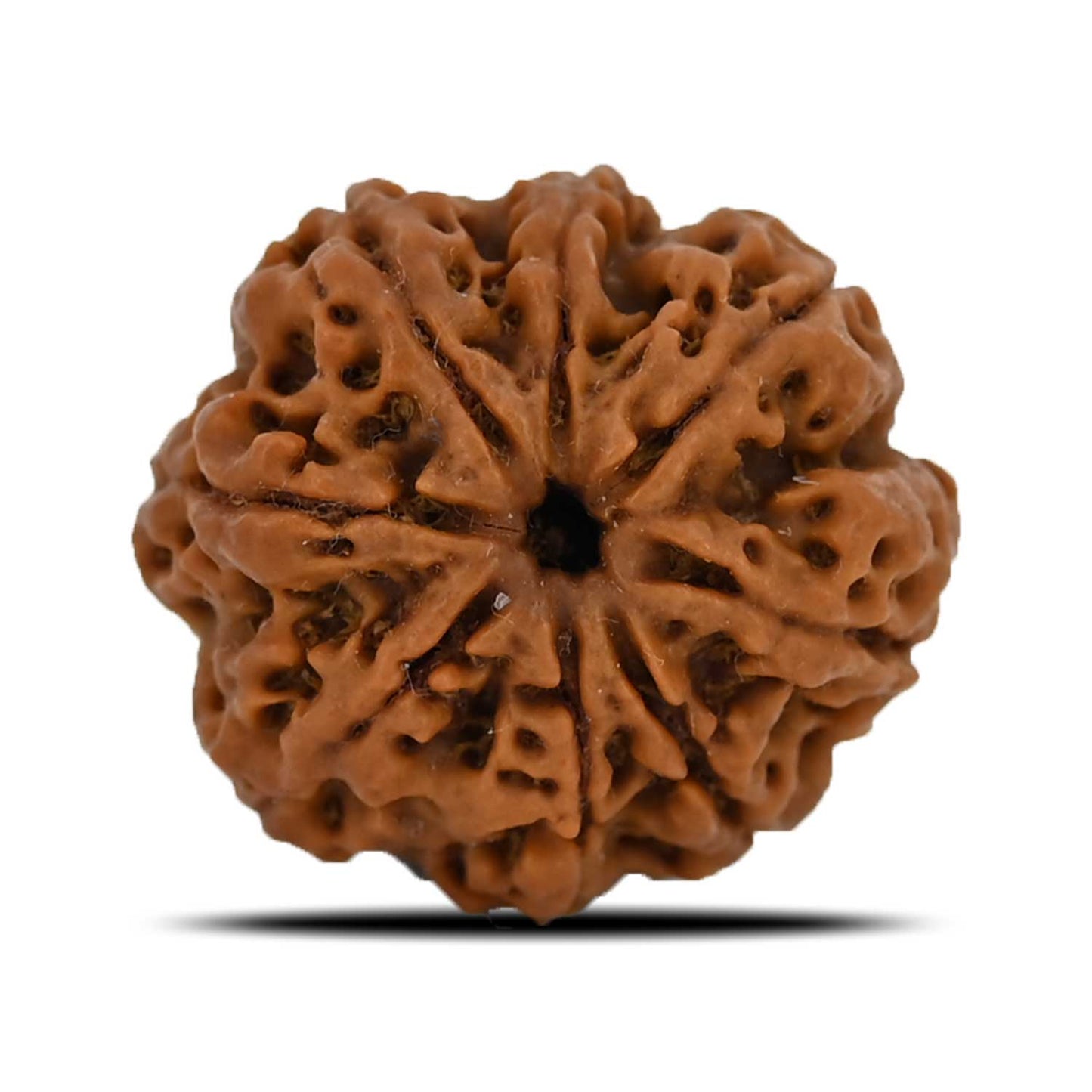 8 Mukhi Rudraksha (Nepal) 24.6 MM