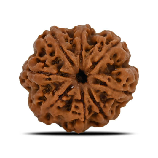 8 Mukhi Rudraksha (Nepal) 24.6 MM
