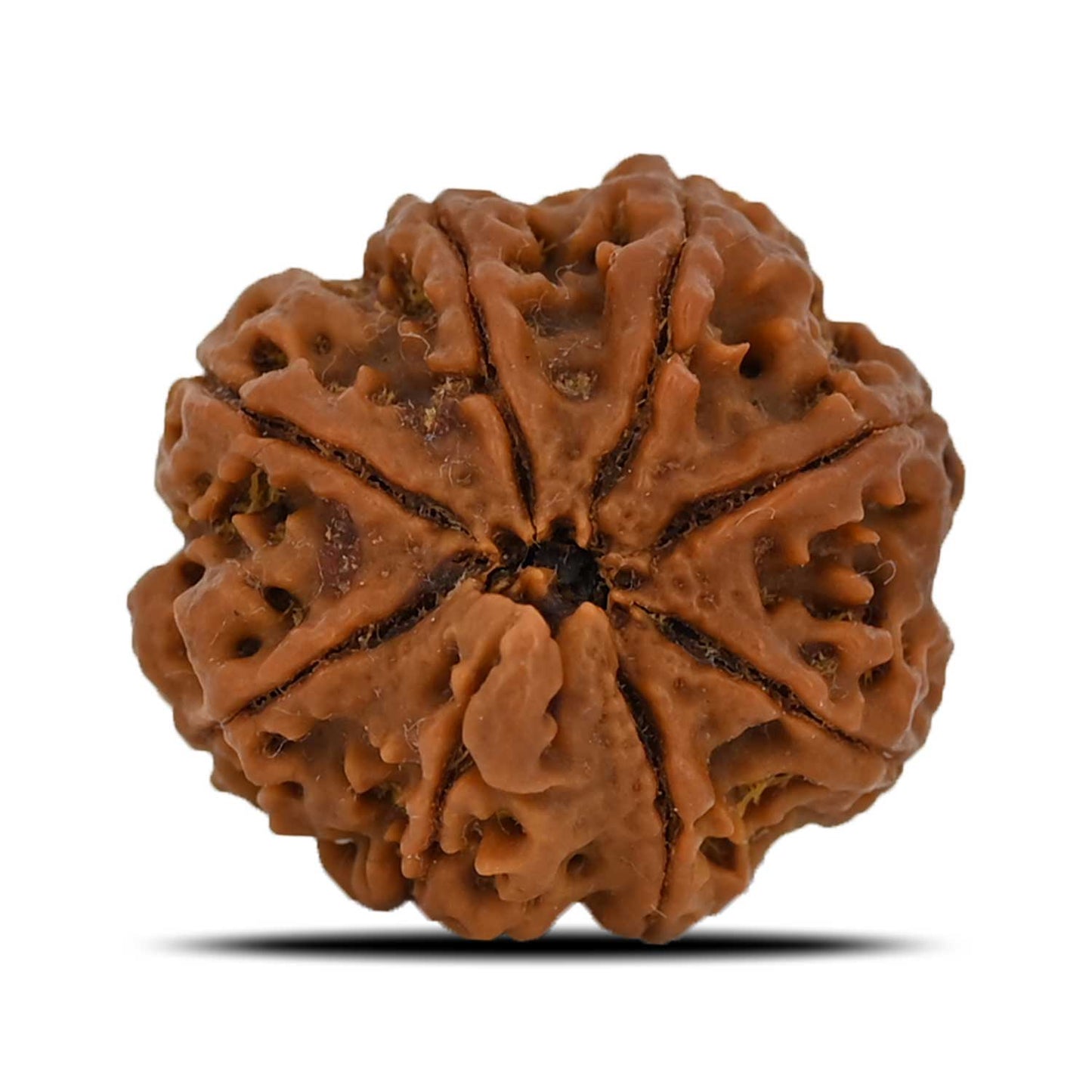 8 Mukhi Rudraksha (Nepal) 24.6 MM