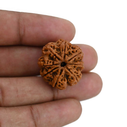 8 Mukhi Rudraksha (Nepal) 24.6 MM