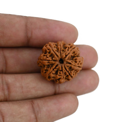 8 Mukhi Rudraksha (Nepal) 24.6 MM