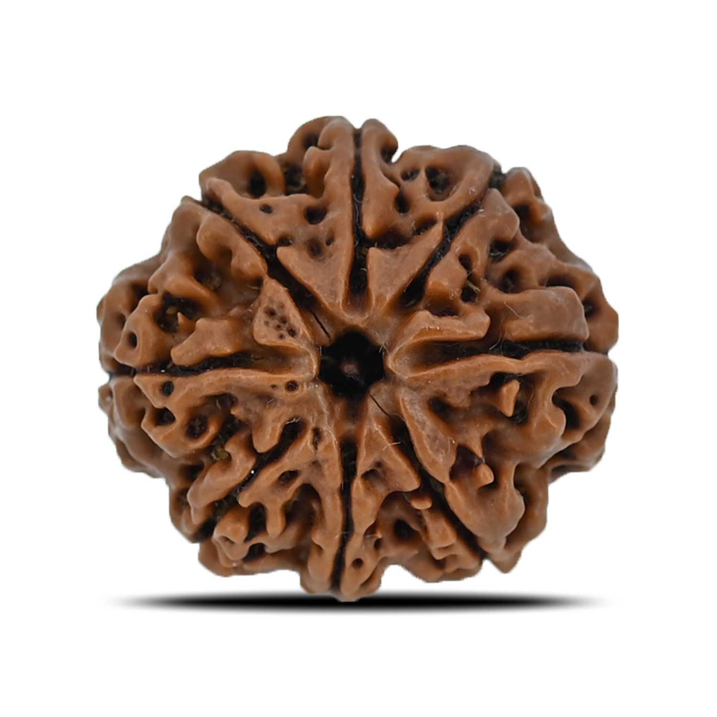 8 Mukhi Rudraksha (Nepal) 25.49 MM
