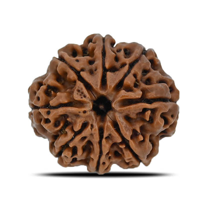 8 Mukhi Rudraksha (Nepal) 25.49 MM