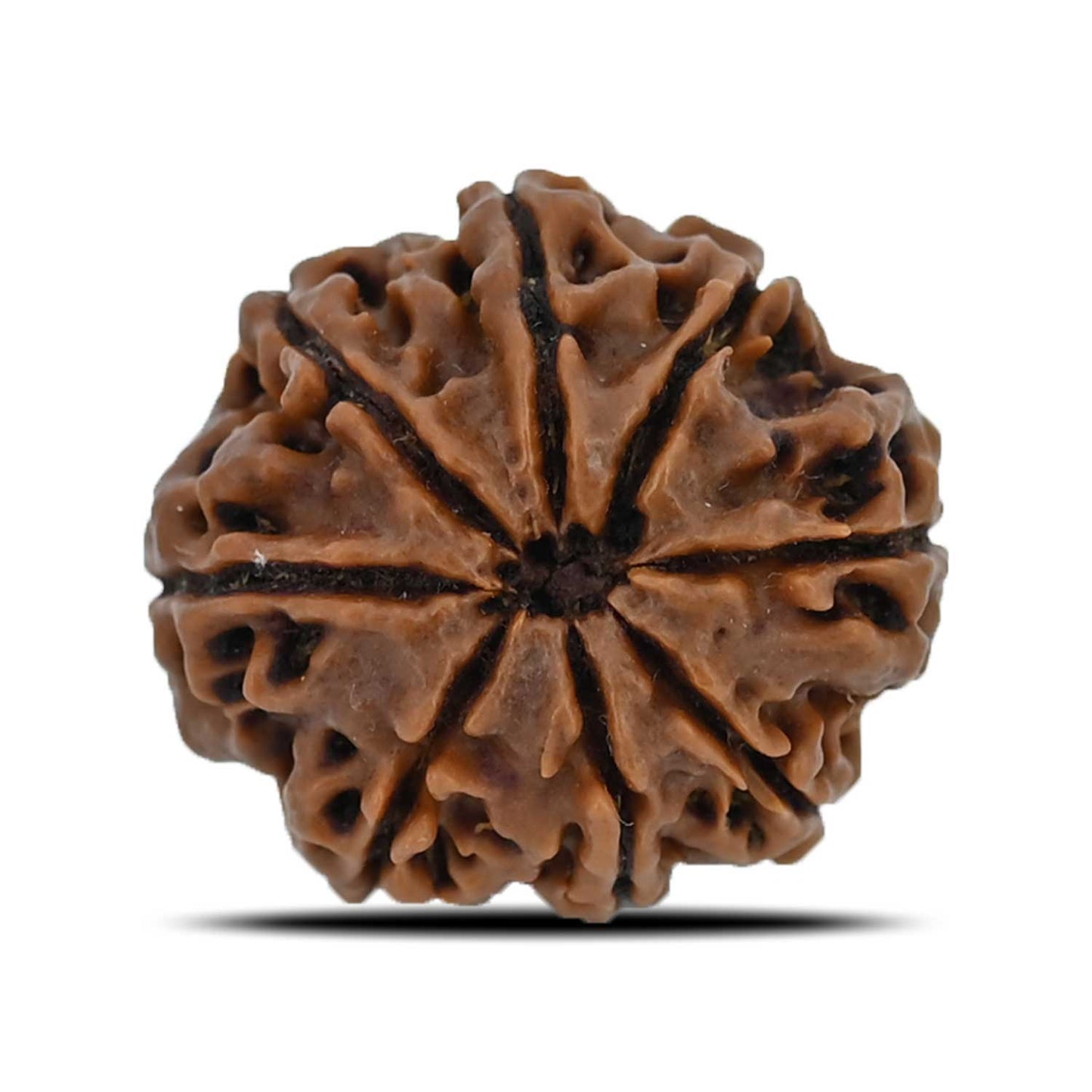 8 Mukhi Rudraksha (Nepal) 25.49 MM