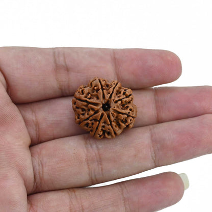 8 Mukhi Rudraksha (Nepal) 25.49 MM
