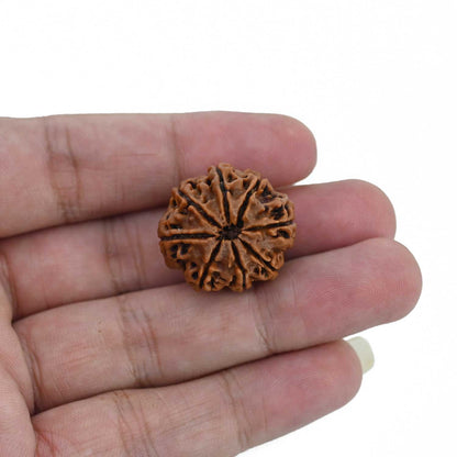 8 Mukhi Rudraksha (Nepal) 25.49 MM