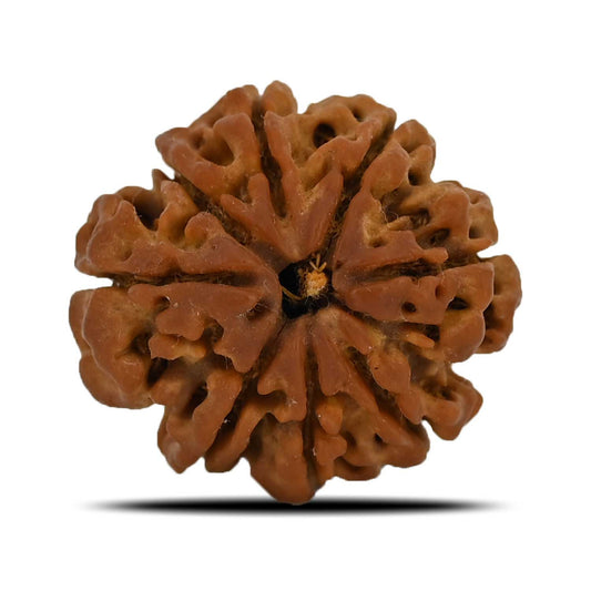 8 Mukhi Rudraksha (Nepal) 25.04 MM