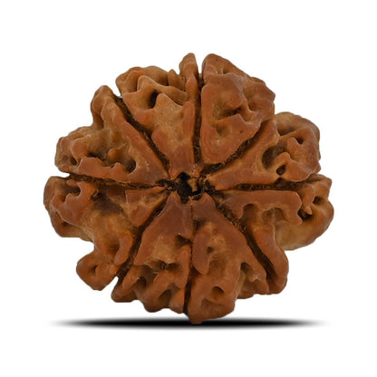 8 Mukhi Rudraksha (Nepal) 25.04 MM