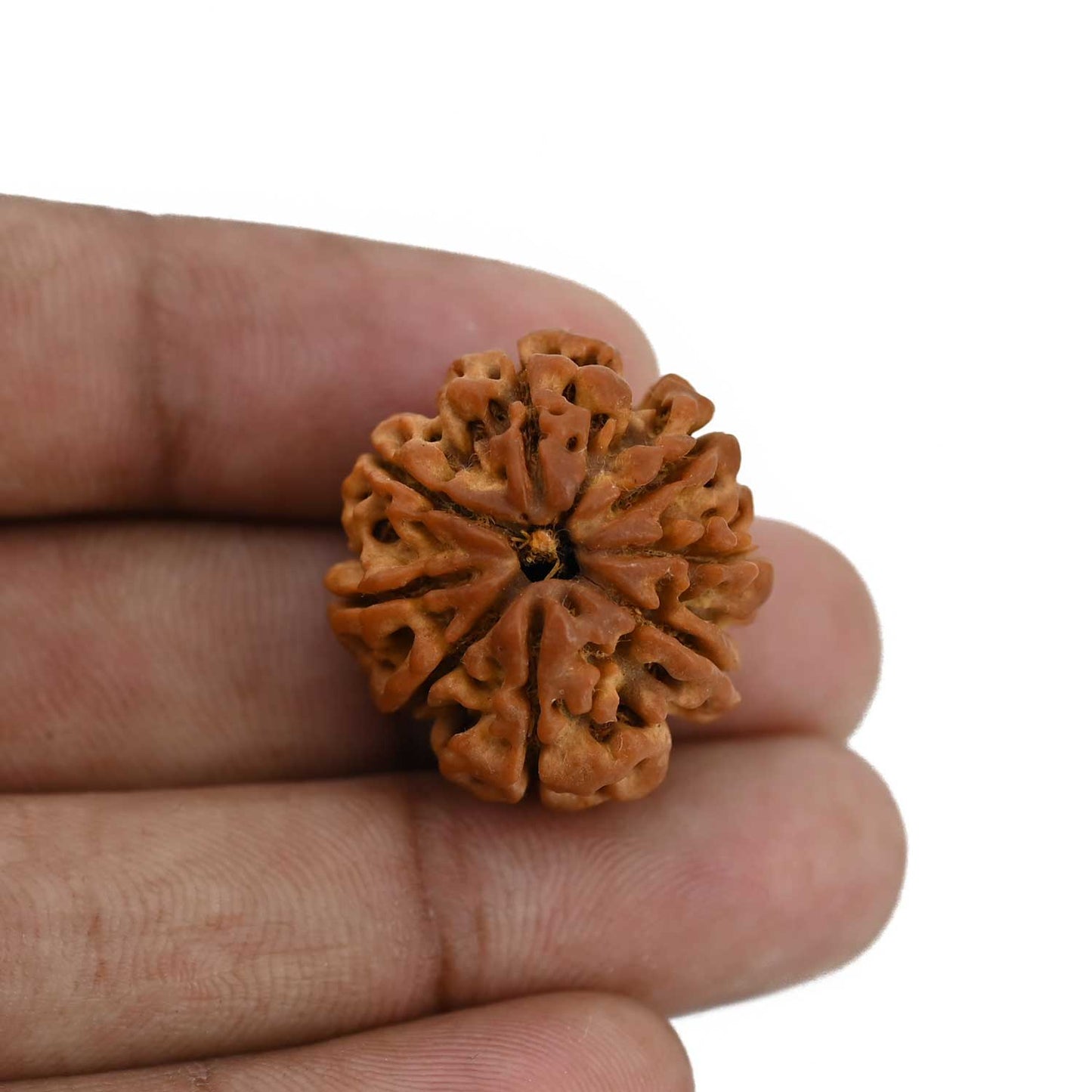 8 Mukhi Rudraksha (Nepal) 25.04 MM