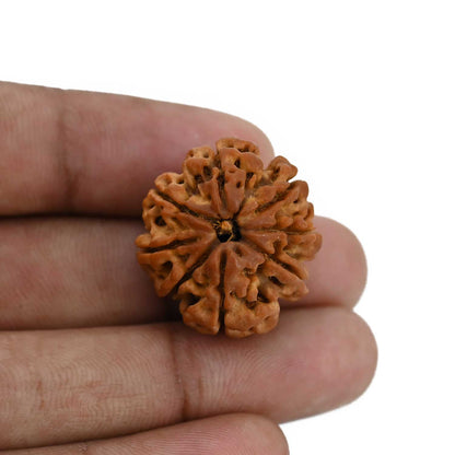 8 Mukhi Rudraksha (Nepal) 25.04 MM