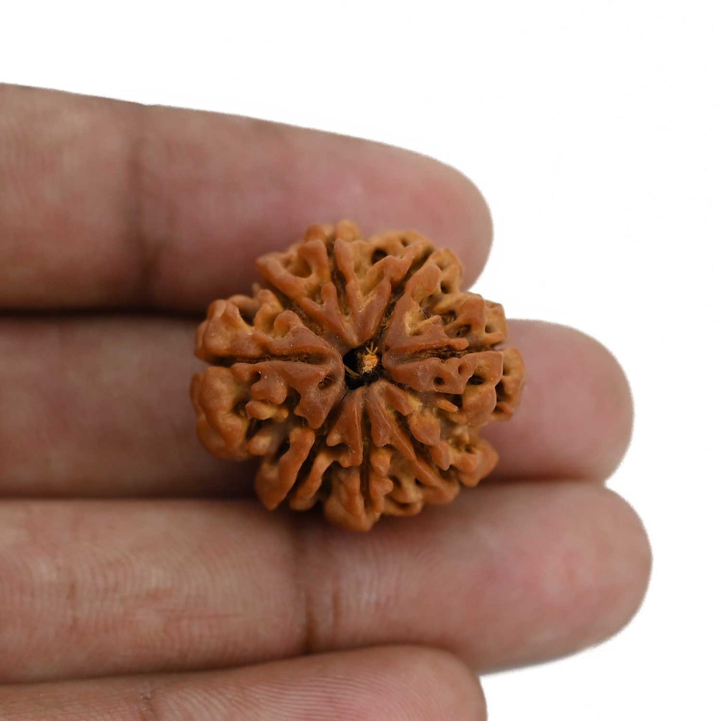 8 Mukhi Rudraksha (Nepal) 25.04 MM