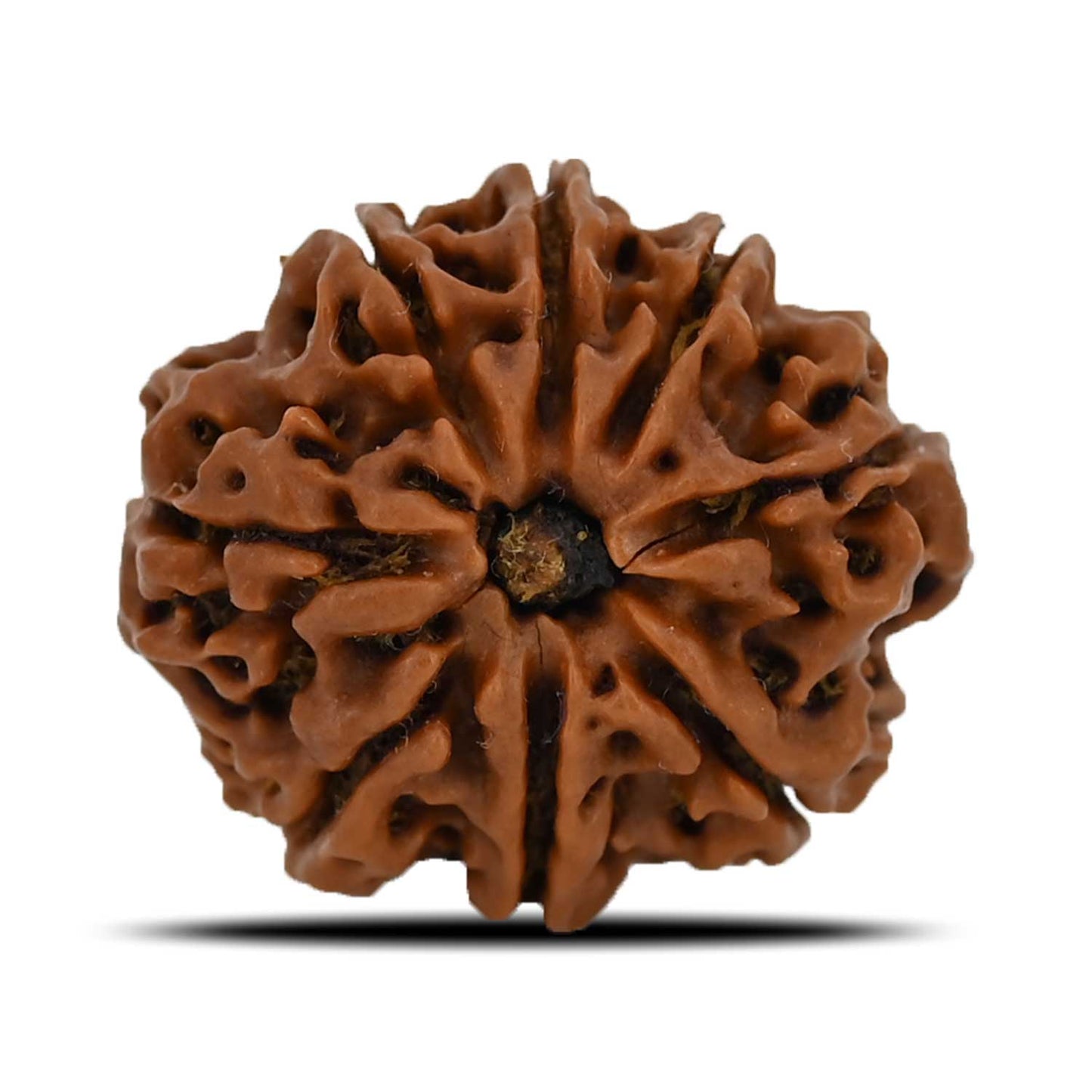 8 Mukhi Rudraksha (Nepal) 23.93 MM
