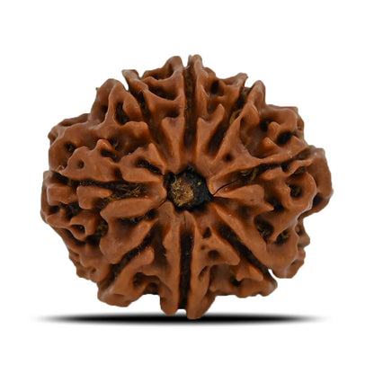 8 Mukhi Rudraksha (Nepal) 23.93 MM