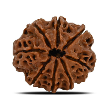 8 Mukhi Rudraksha (Nepal) 23.93 MM