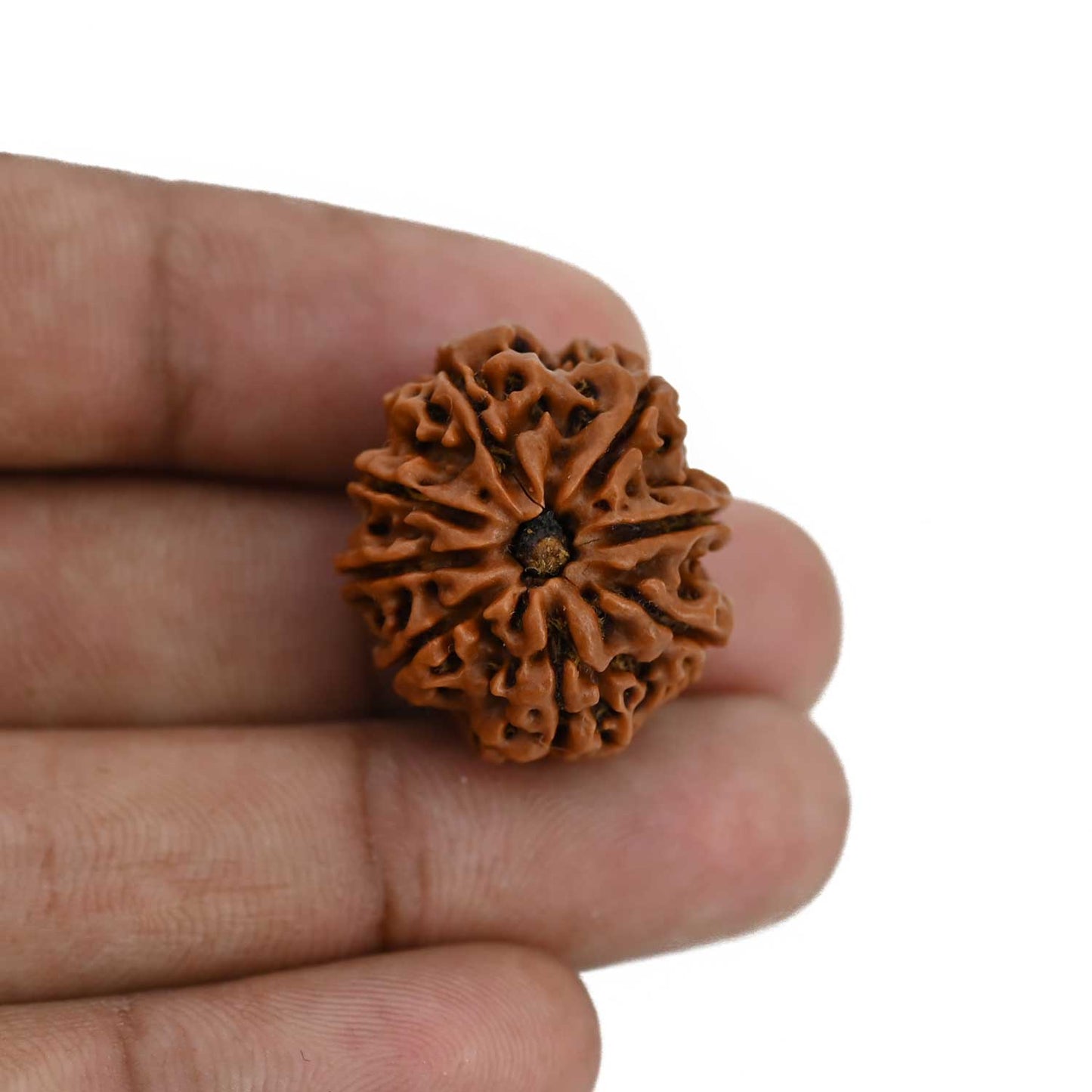 8 Mukhi Rudraksha (Nepal) 23.93 MM