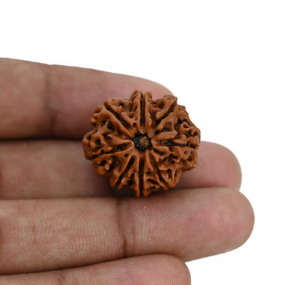 8 Mukhi Rudraksha (Nepal) 23.93 MM