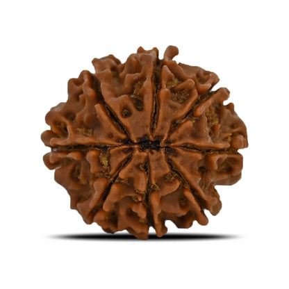 8 Mukhi Rudraksha (Nepal) 23.93 MM