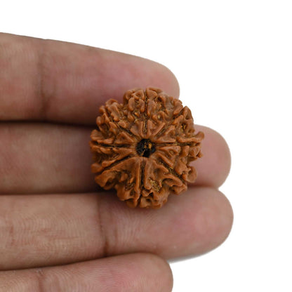 8 Mukhi Rudraksha (Nepal) 23.93 MM