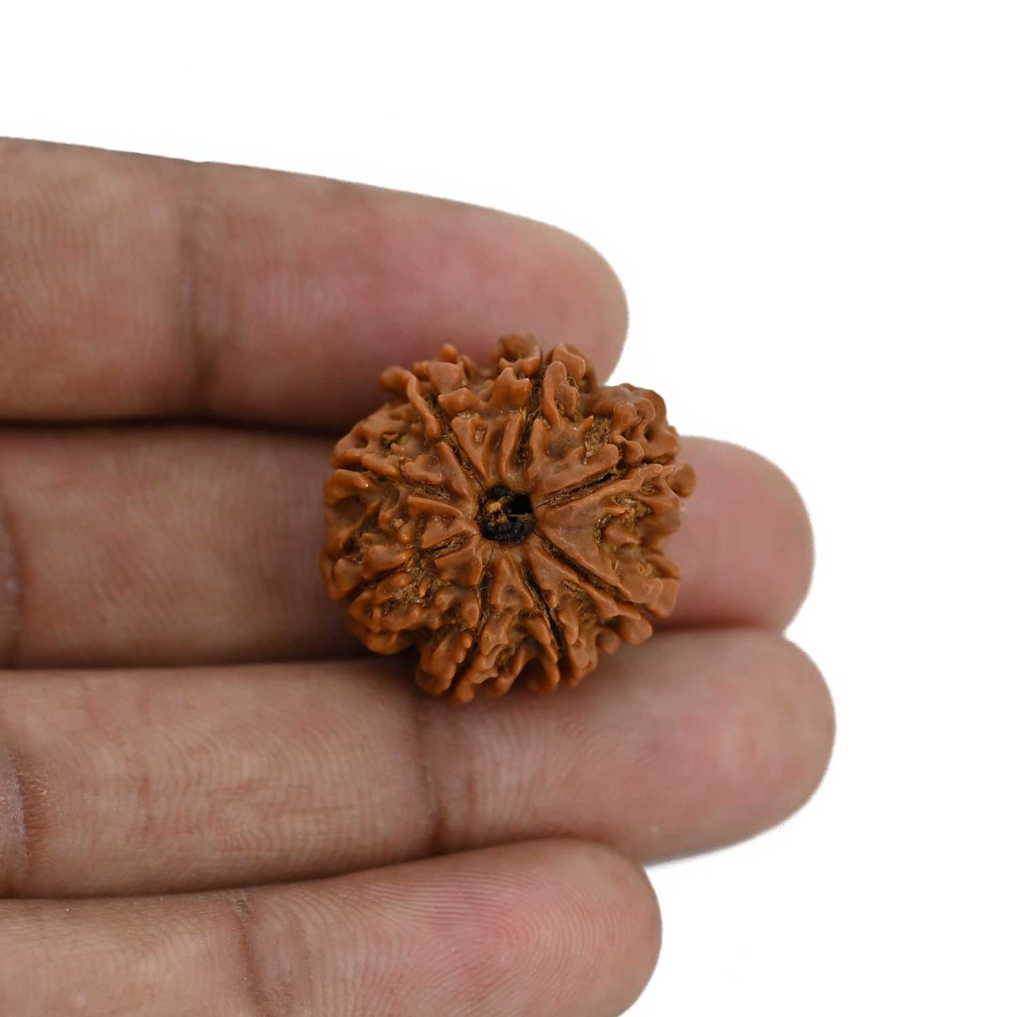 8 Mukhi Rudraksha (Nepal) 23.93 MM