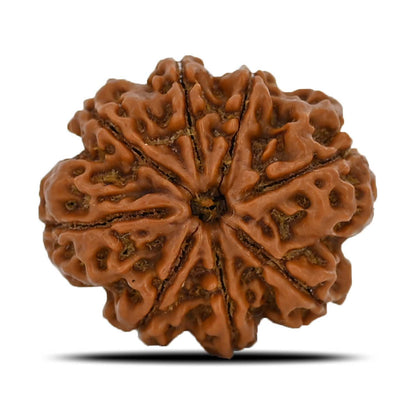 8 Mukhi Rudraksha (Nepal) 24.95 MM
