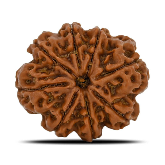 8 Mukhi Rudraksha (Nepal) 24.95 MM