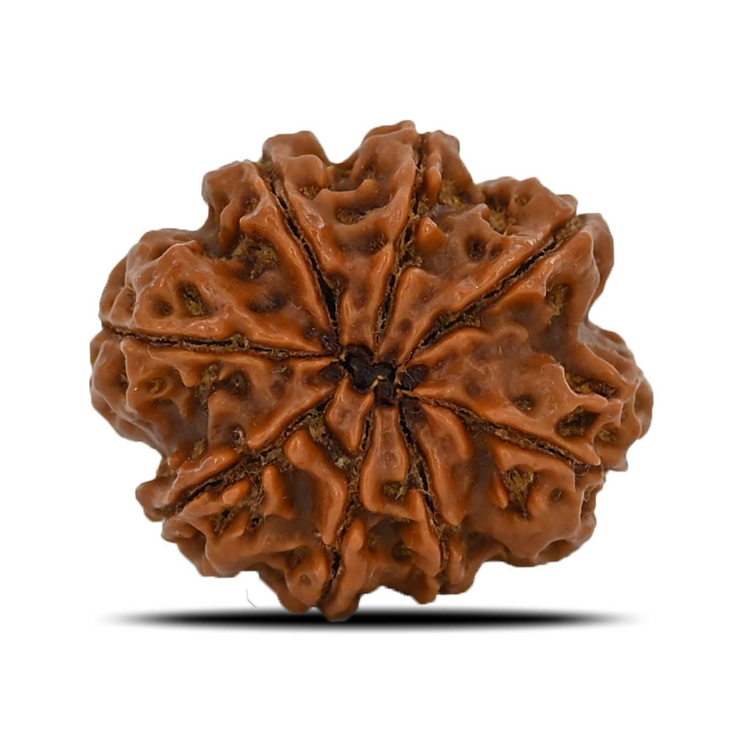 8 Mukhi Rudraksha (Nepal) 24.95 MM