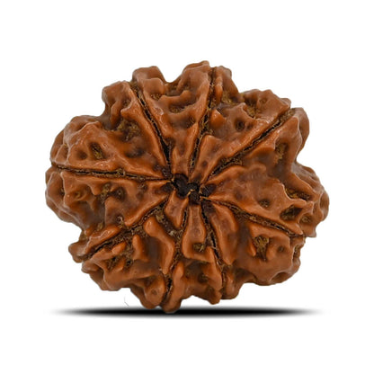 8 Mukhi Rudraksha (Nepal) 24.95 MM