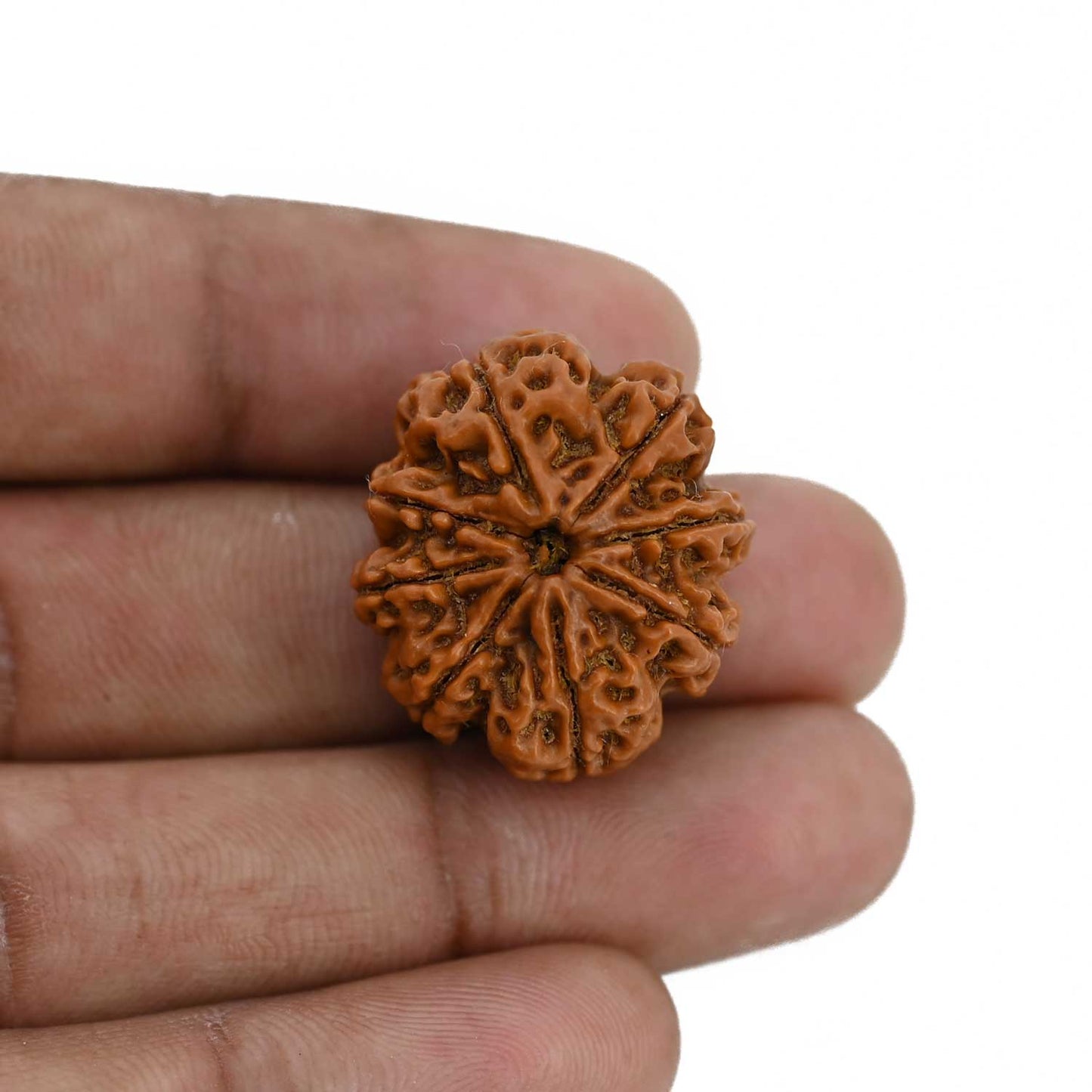 8 Mukhi Rudraksha (Nepal) 24.95 MM