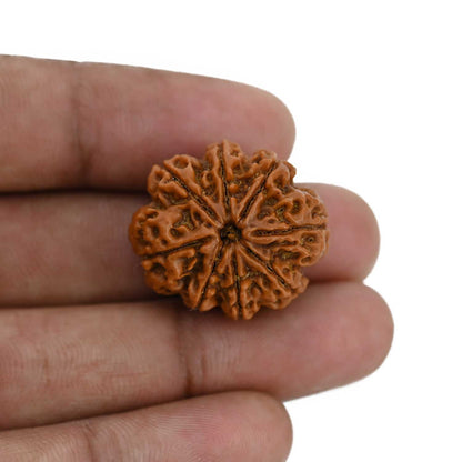 8 Mukhi Rudraksha (Nepal) 24.95 MM