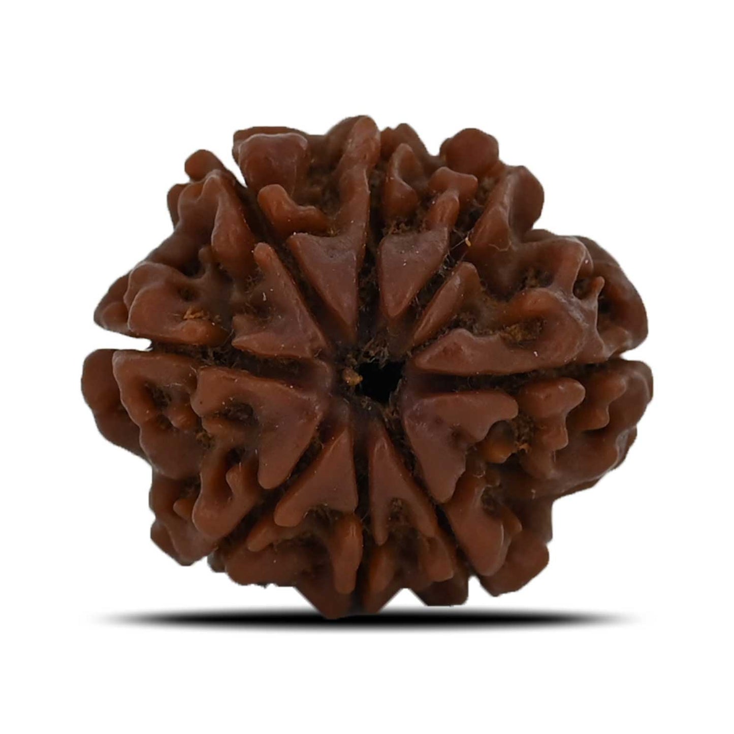 8 Mukhi Rudraksha (Nepal) 23.43 MM